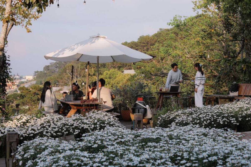 Khách du lịch check-in tại vườn cúc họa mi trắng nổi tiếng của Tiệm Cà Phê Túi Mơ To Đà Lạt.